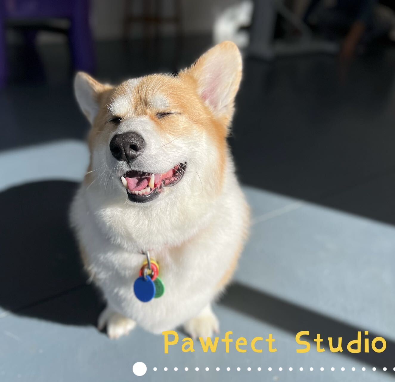 Groomed dog from Pawfect Studio gallery