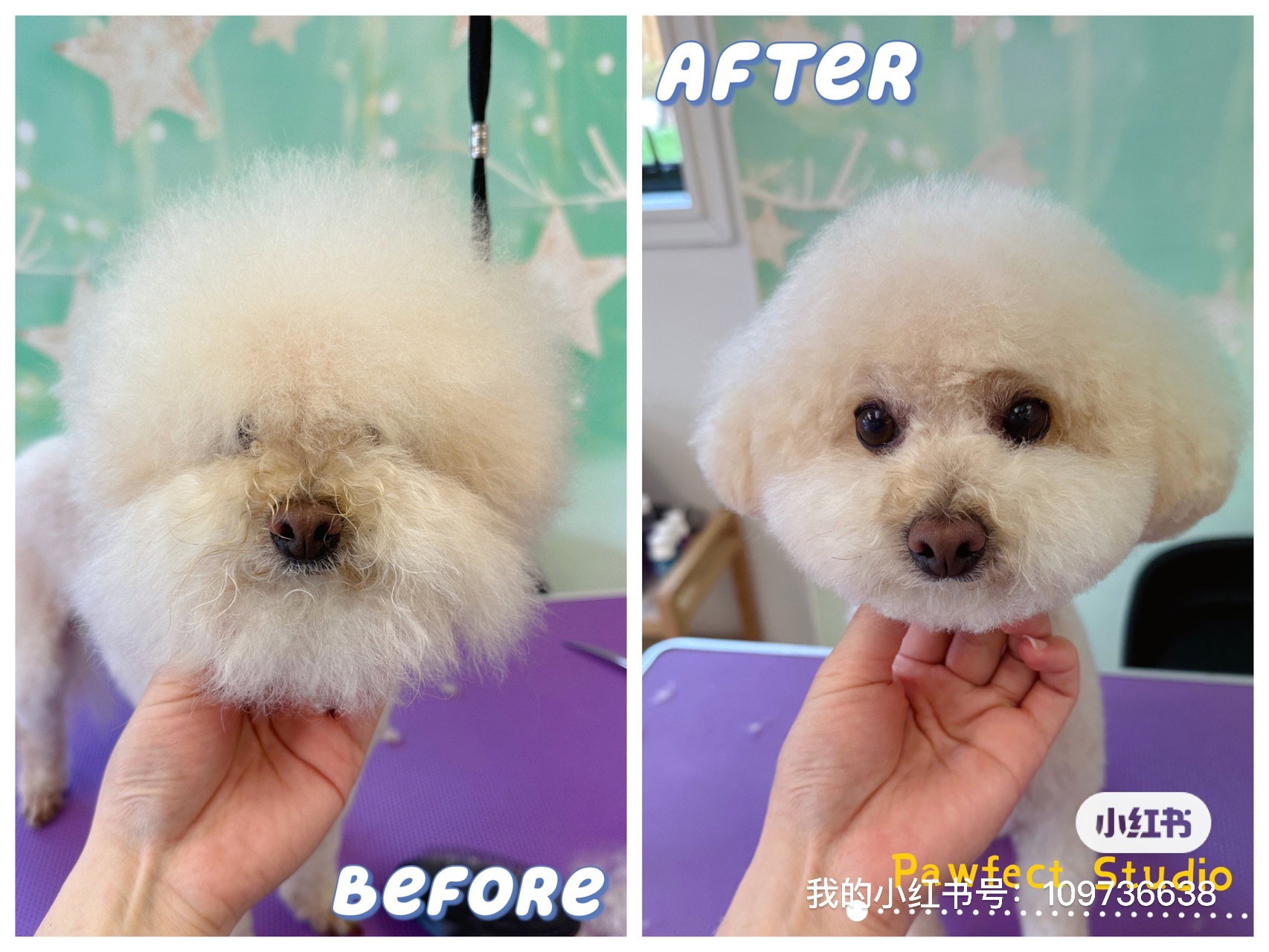 Groomed dog from Pawfect Studio gallery