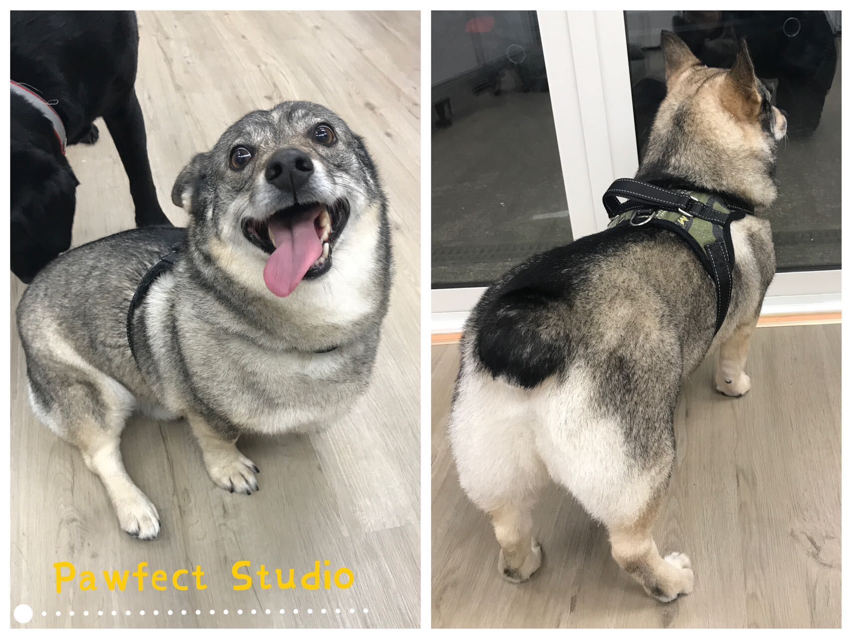 Groomed dog from Pawfect Studio gallery