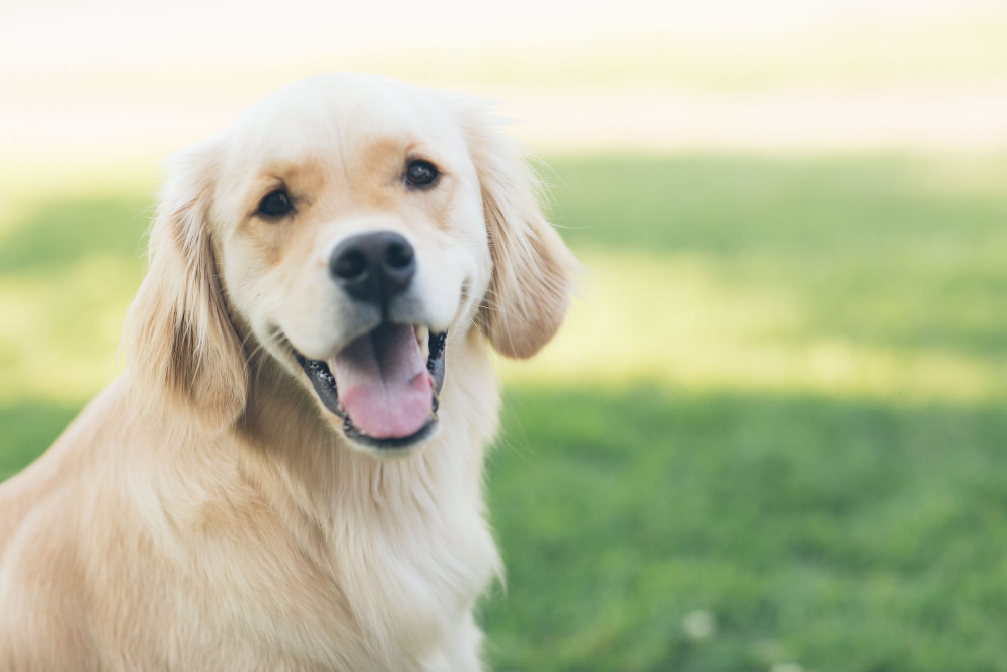 Professional dog grooming at Pawfect Studio in Howick, Auckland