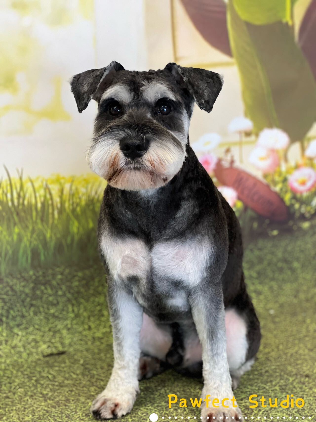 Groomed dog from Pawfect Studio gallery