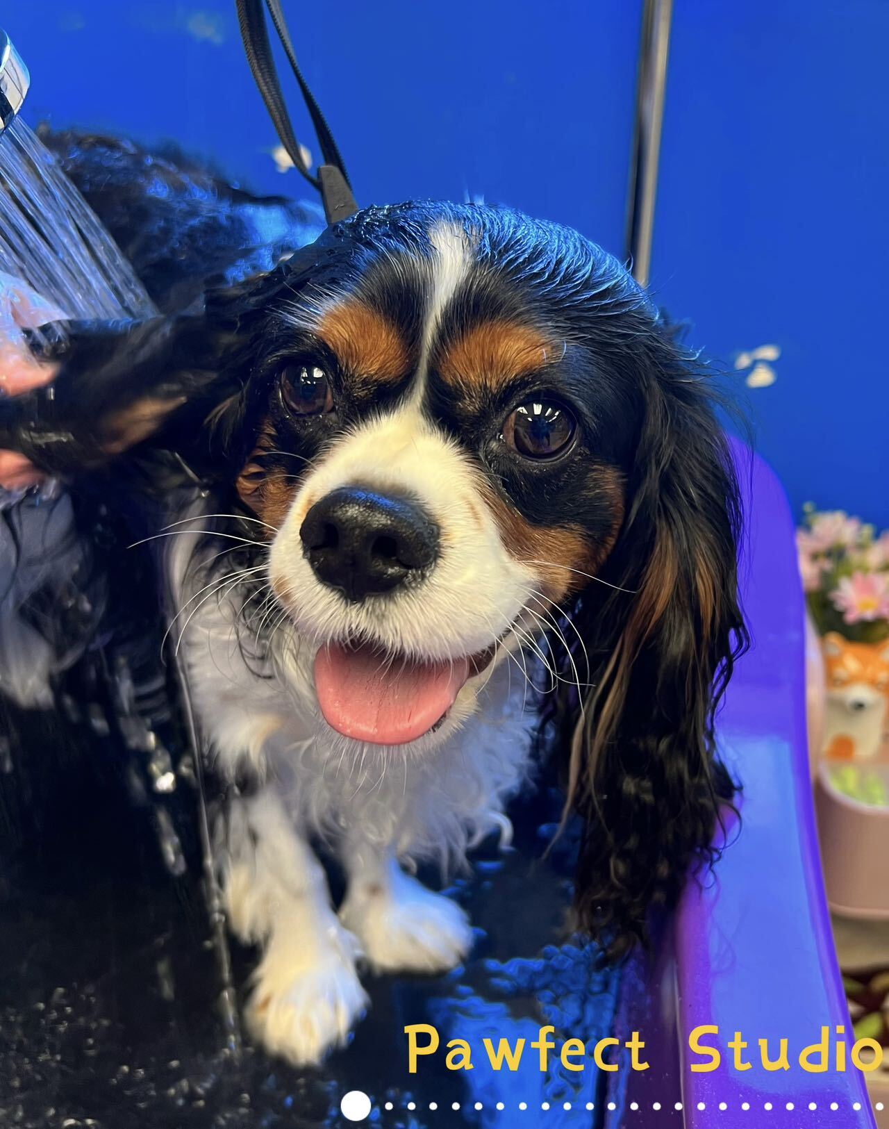 Groomed dog from Pawfect Studio gallery