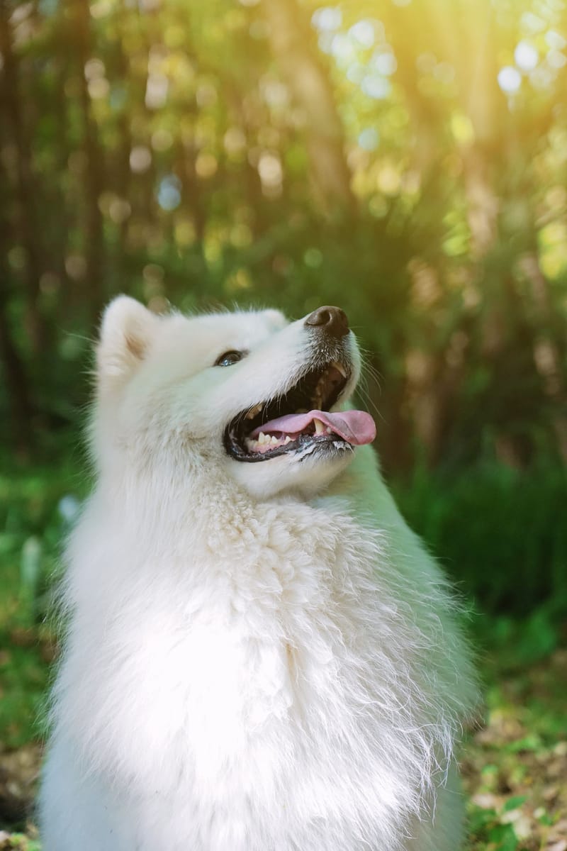 Dog grooming session at Pawfect Studio Auckland