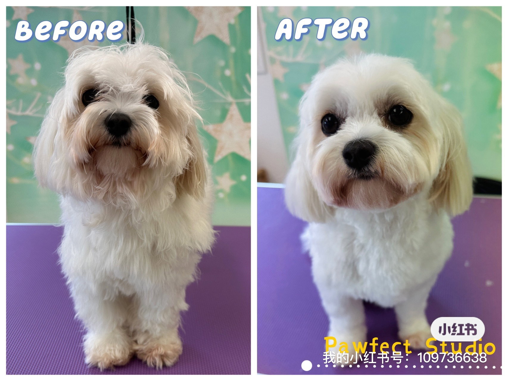 Groomed dog from Pawfect Studio gallery