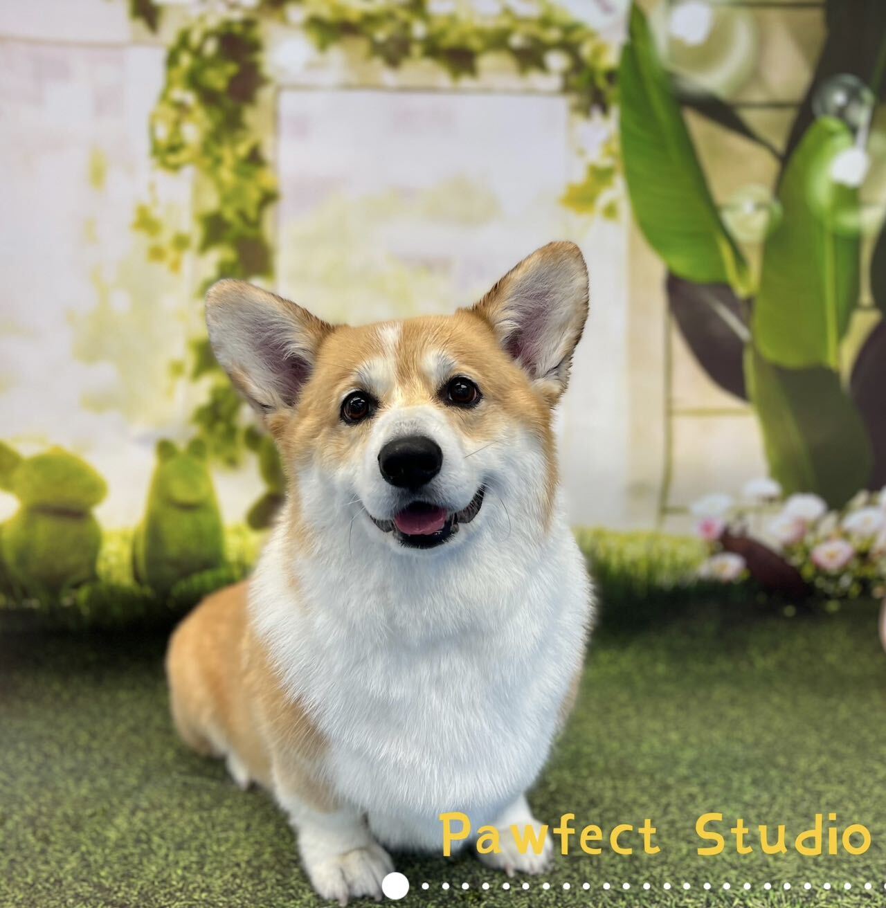 Groomed dog from Pawfect Studio gallery